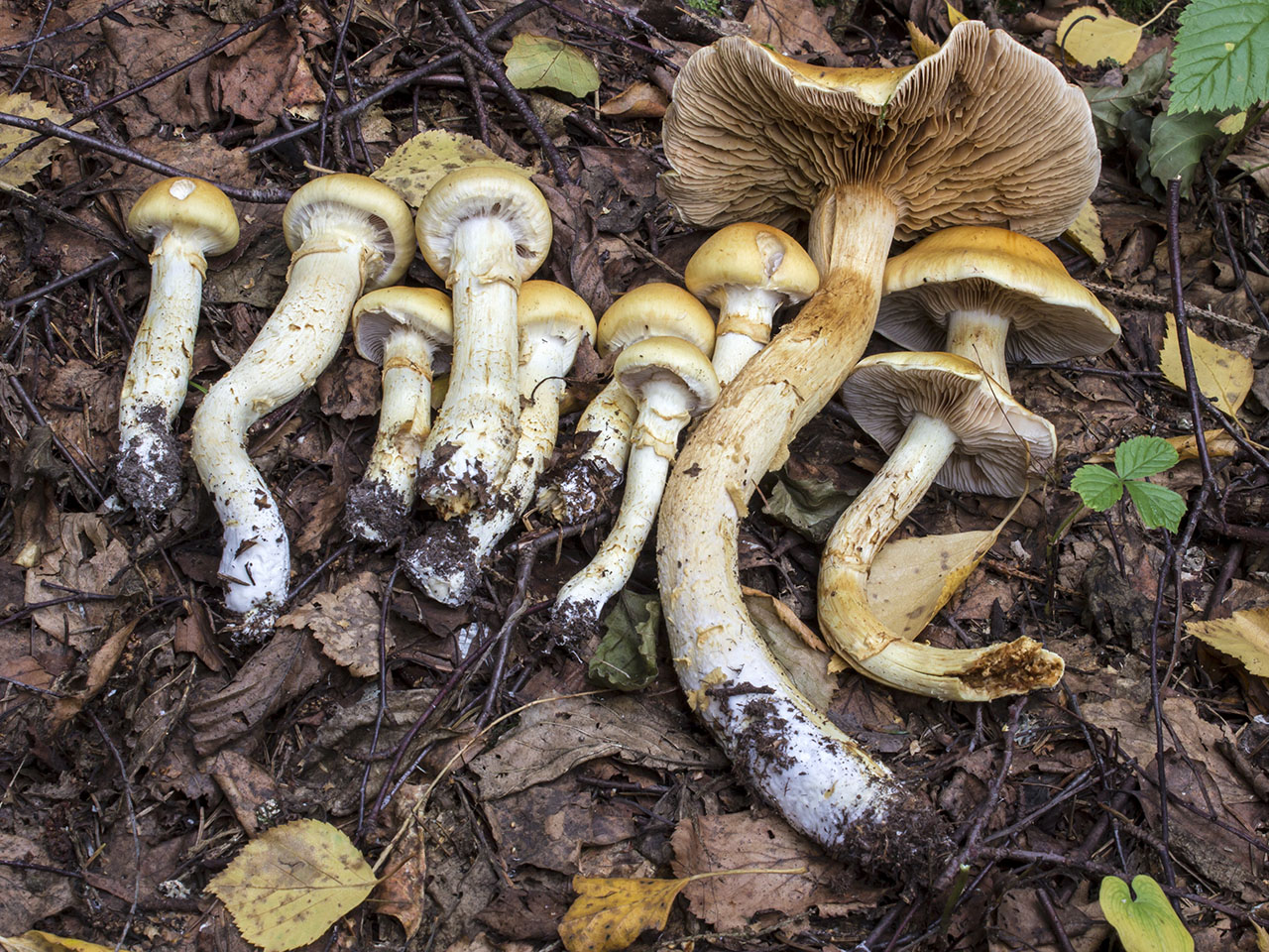 Cortinarius triumphans