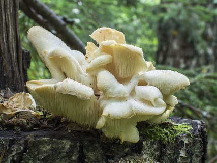 Hericium cirrhatum