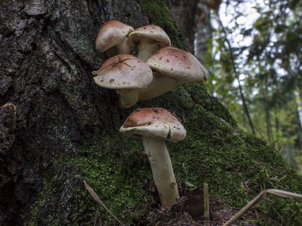Hypholoma lateritium