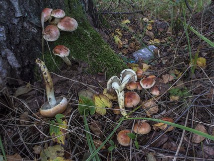 Hypholoma lateritium