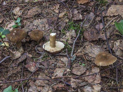 Lactarius fuliginosus