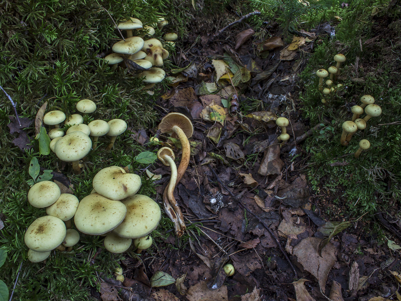 Pholiota alnicola