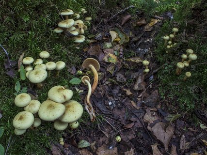 Pholiota alnicola