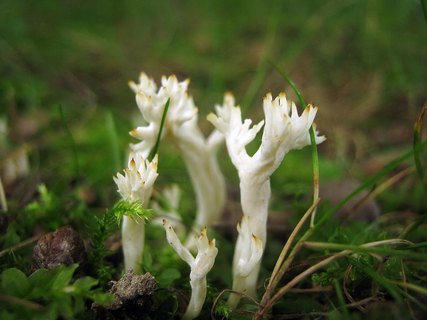 Clavulina cristata