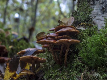 Pholiota alnicola