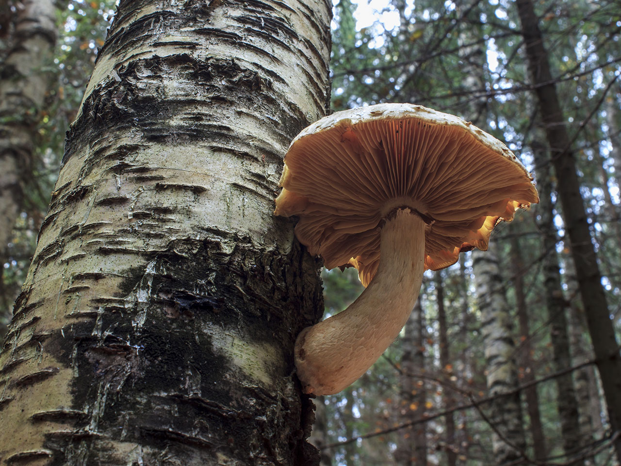 Hemipholiota heteroclita