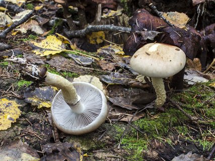 Stropharia hornemannii