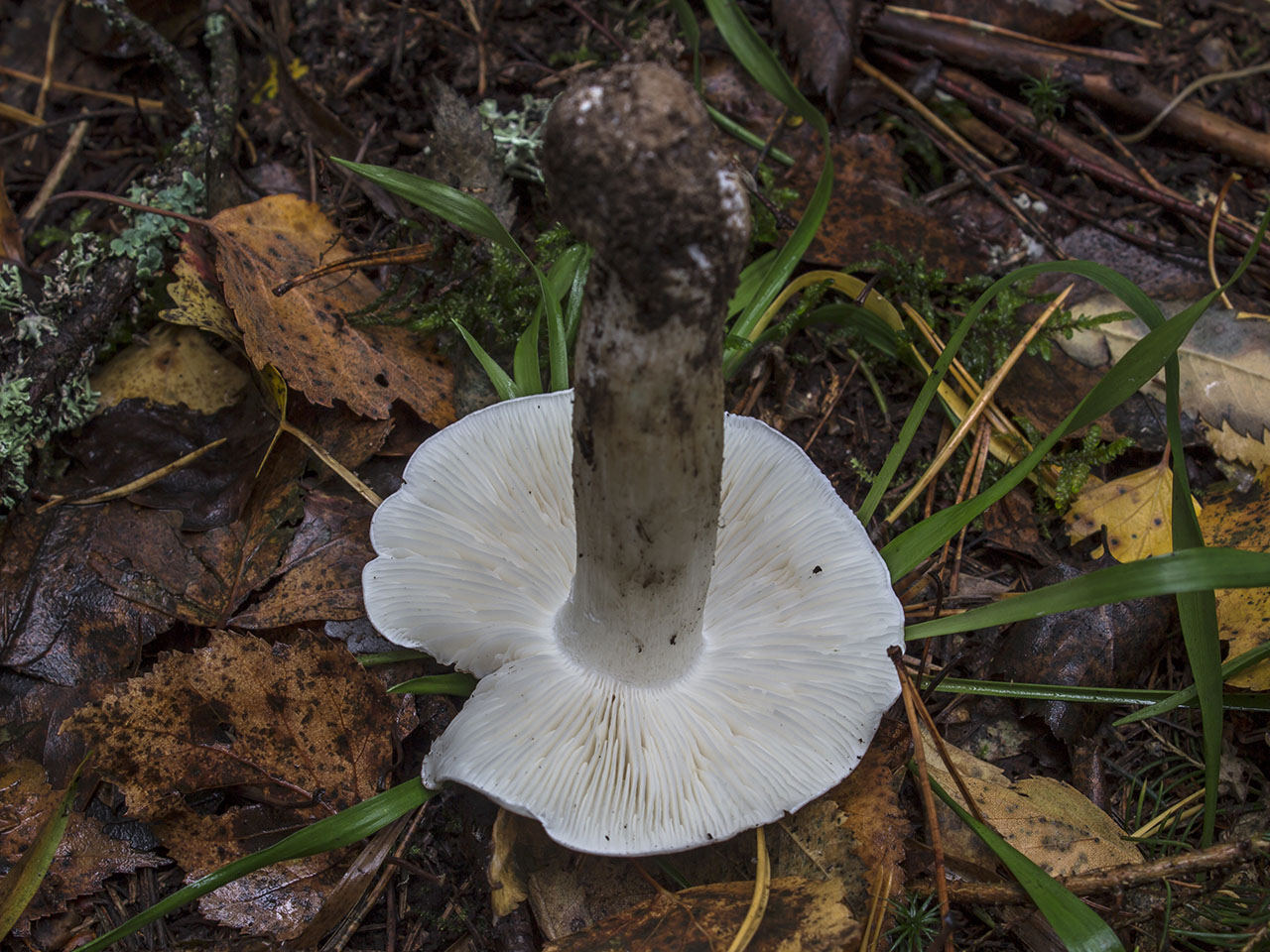 Tricholoma columbetta