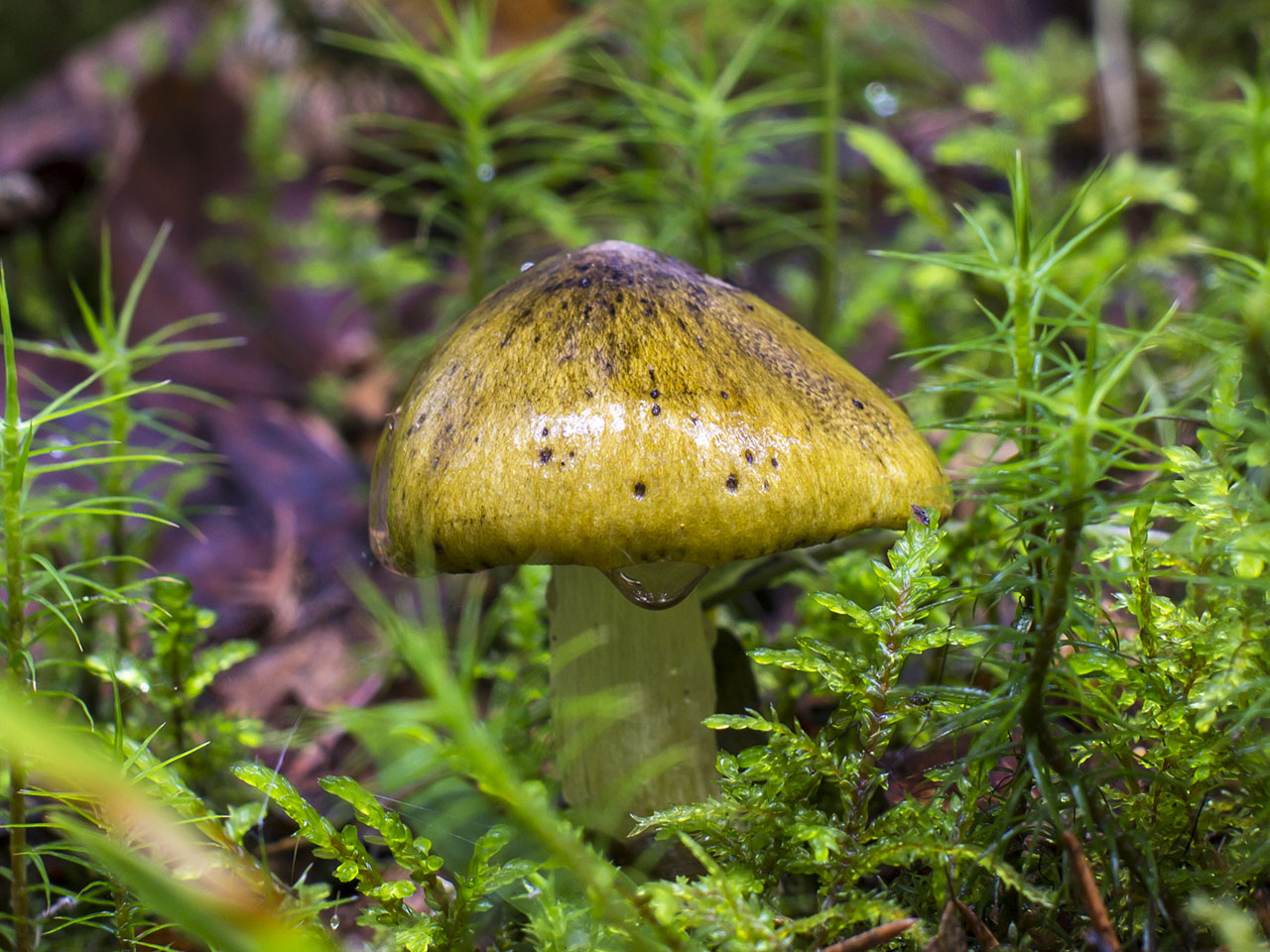 Tricholoma sejunctum