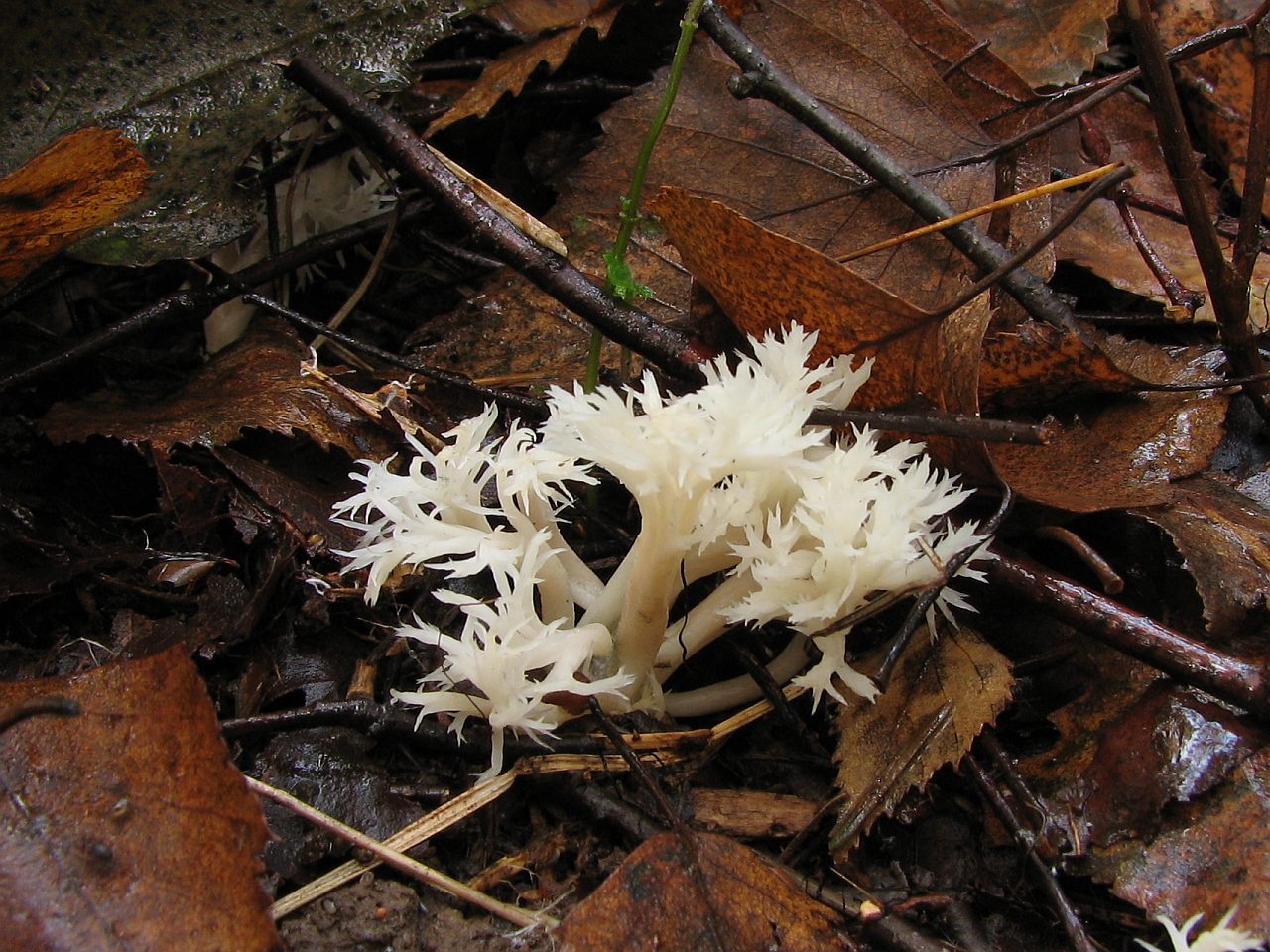 Clavulina cristata