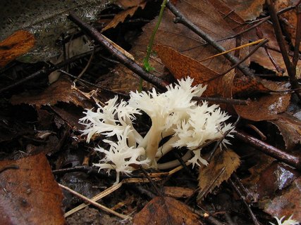 Clavulina cristata