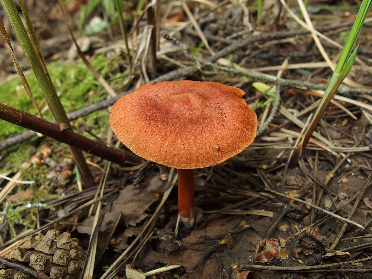 Cortinarius uliginosus