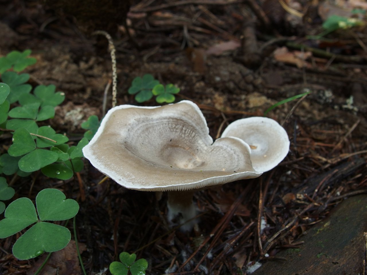 Clitocybe ditopa