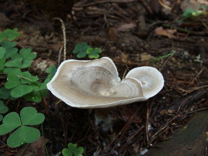 Clitocybe ditopa