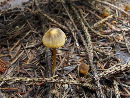 Mycena aurantiomarginata