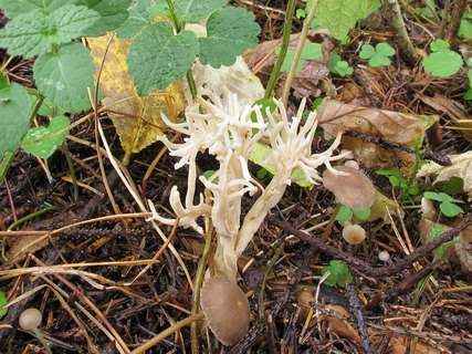 Clavulina cristata