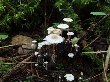Collybia cirrhata