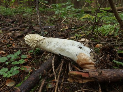 Phallus impudicus
