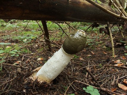 Phallus impudicus