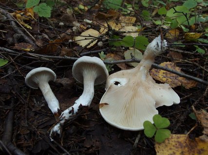 Clitopilus prunulus