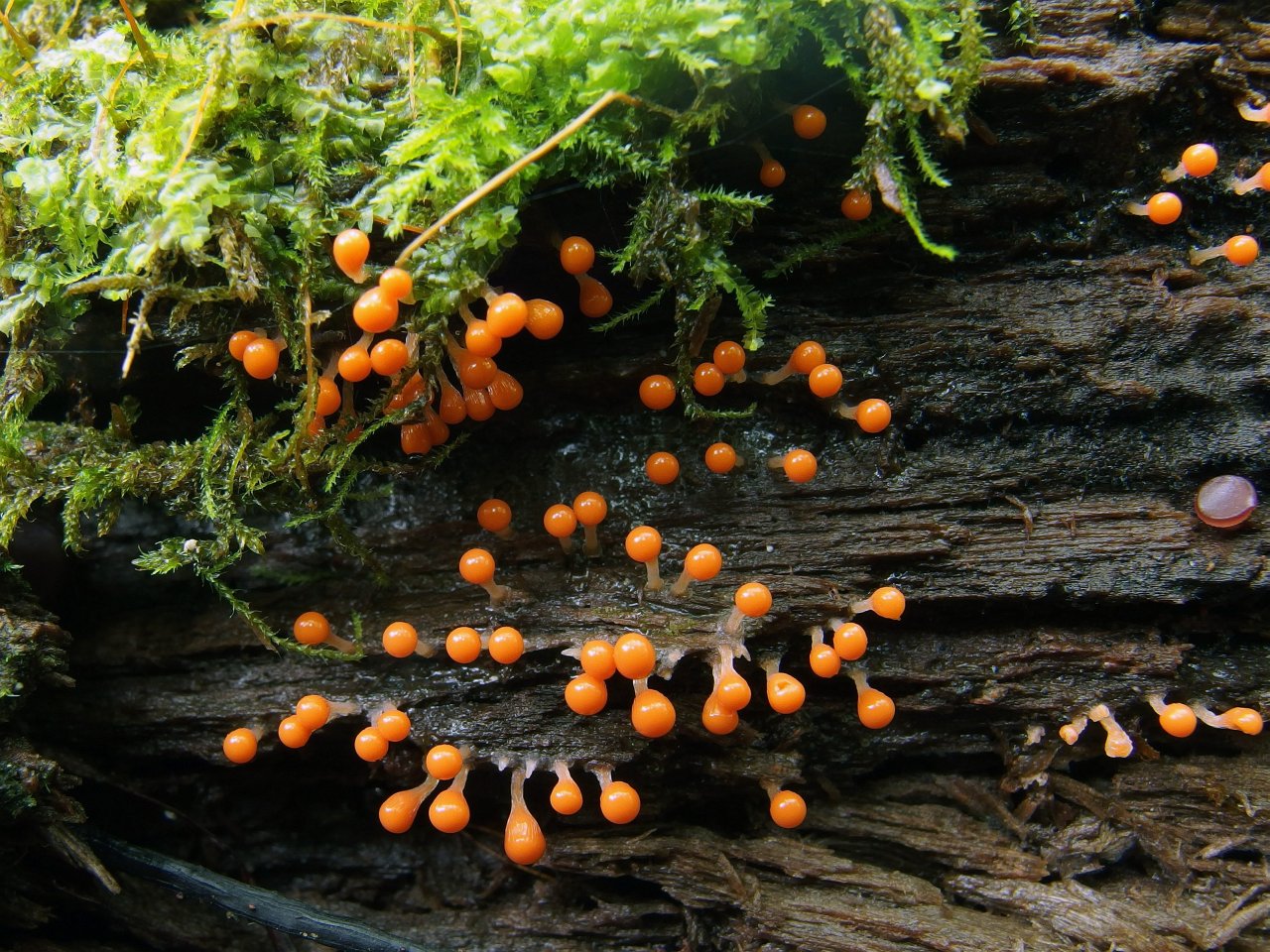 Trichia decipiens