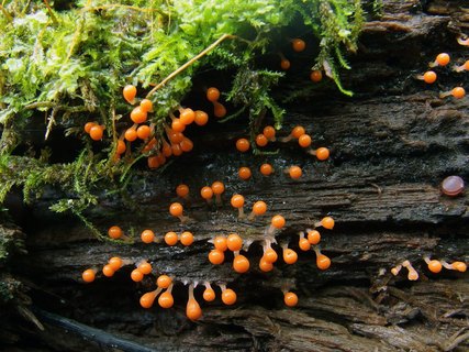 Trichia decipiens