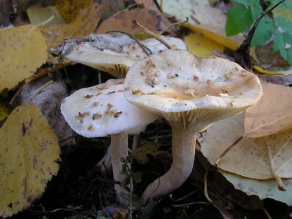 Hygrophorus hedrychii