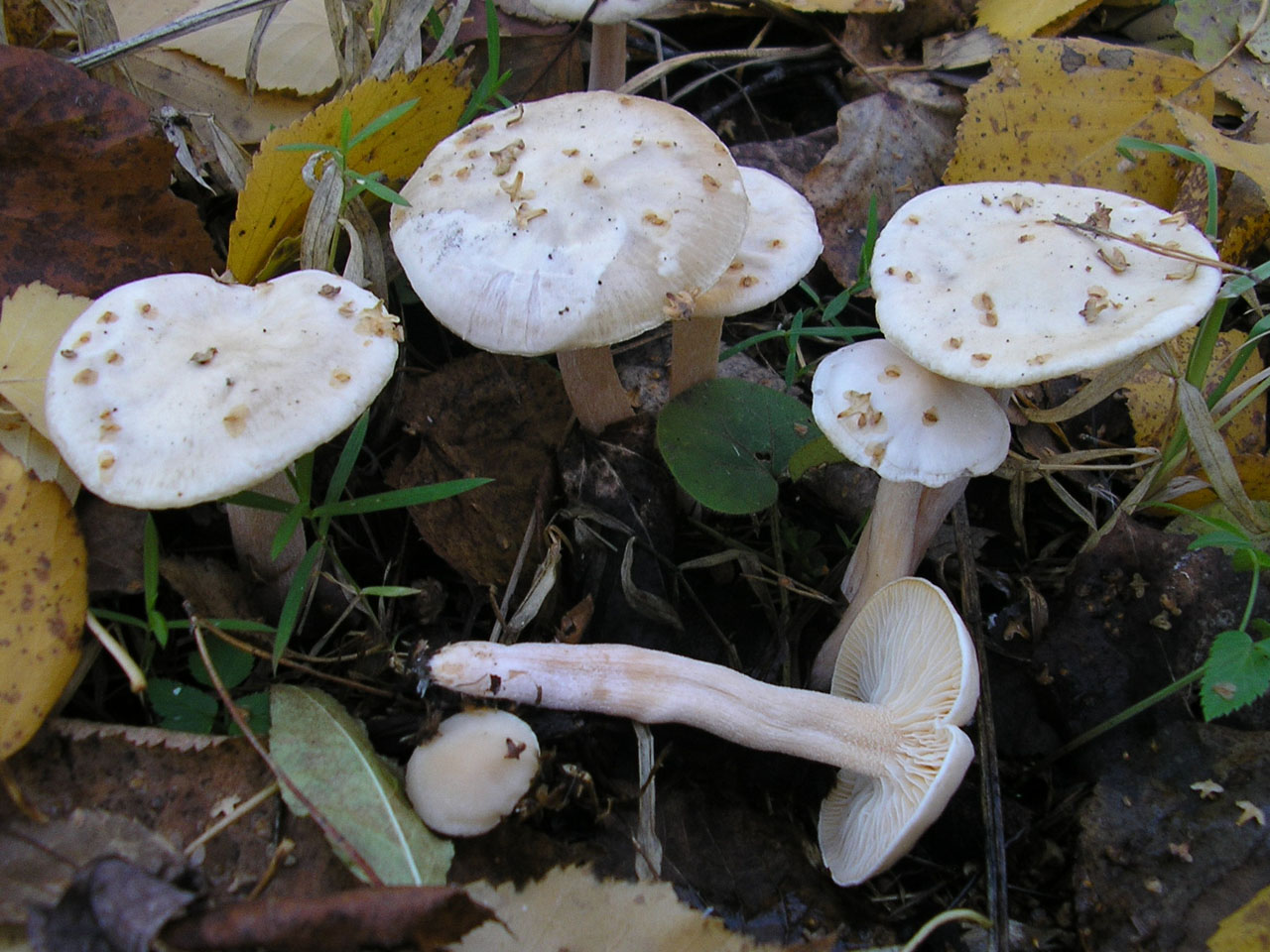 Hygrophorus hedrychii