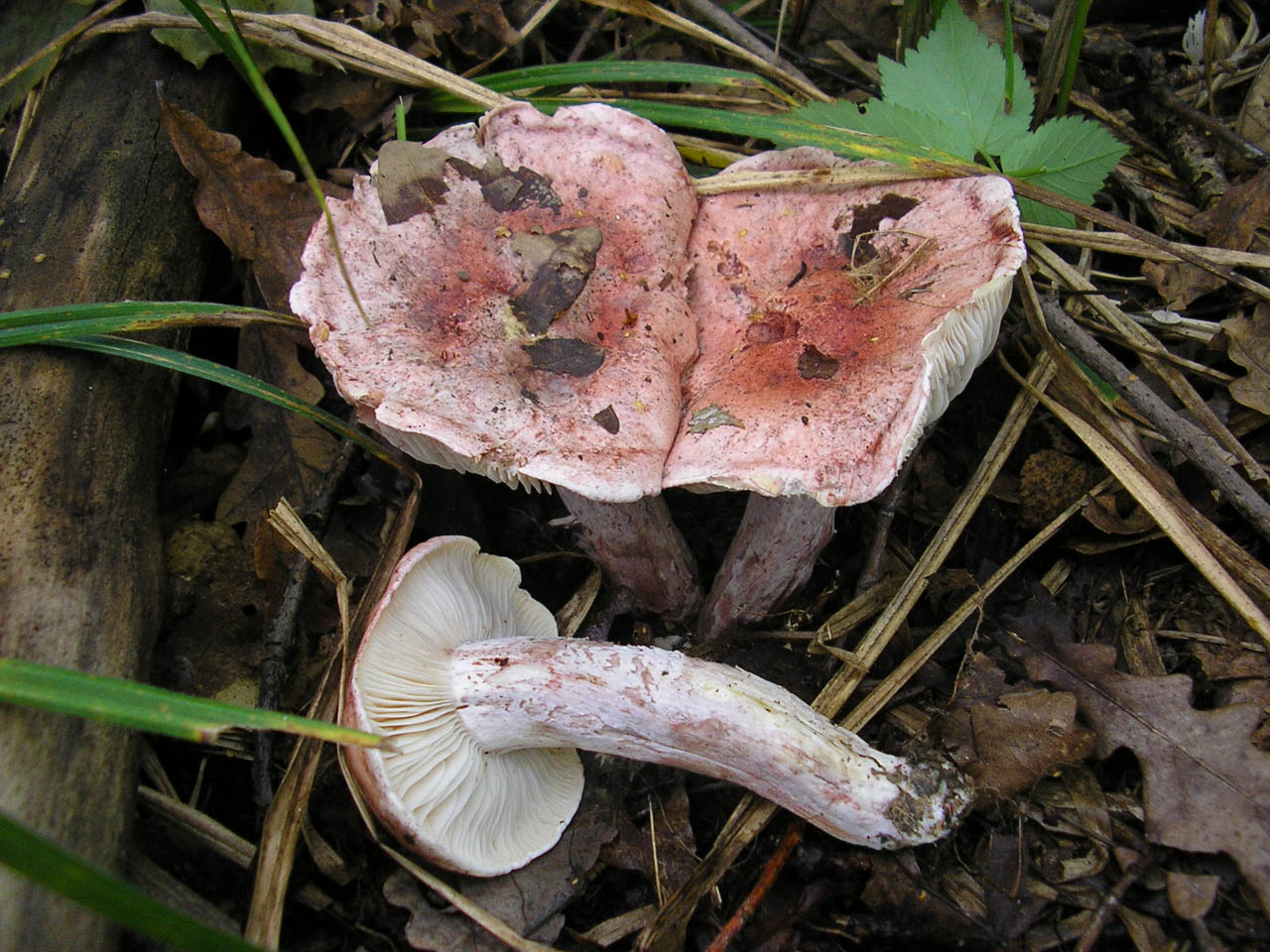Hygrophorus russula
