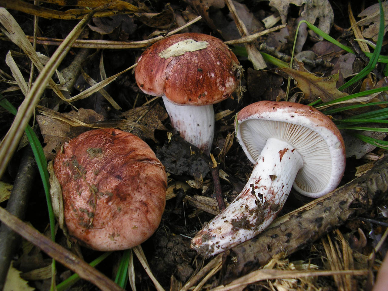 Hygrophorus russula