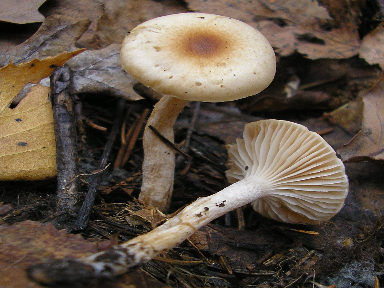 Hygrophorus nemoreus