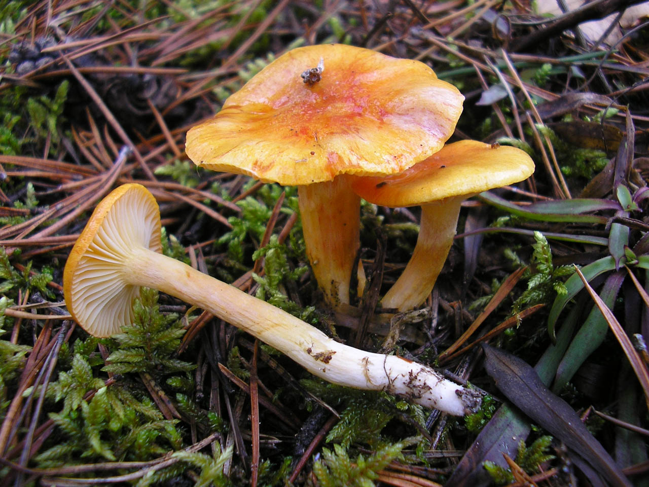 Hygrophorus aureus
