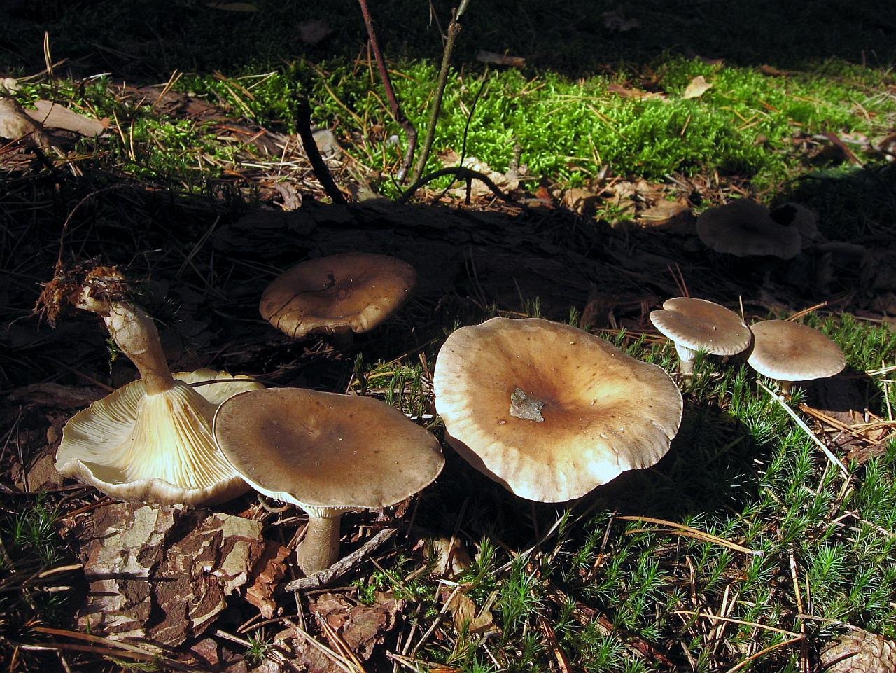 Ampulloclitocybe