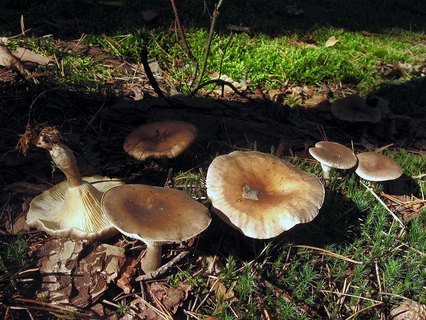 Ampulloclitocybe clavipes