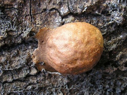 Fuligo leviderma