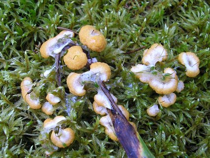Fuligo muscorum