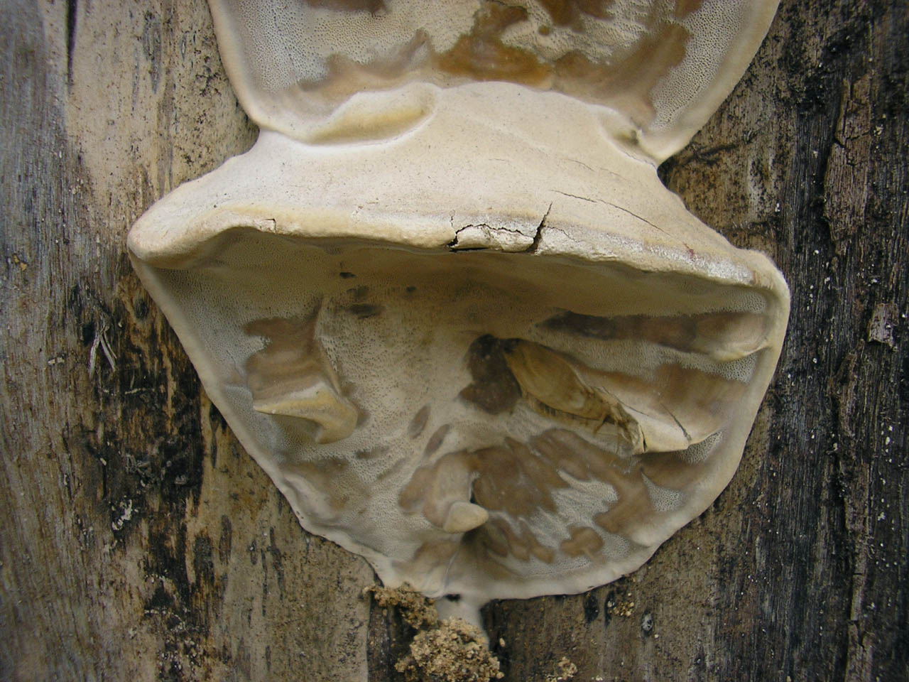 Bjerkandera fumosa