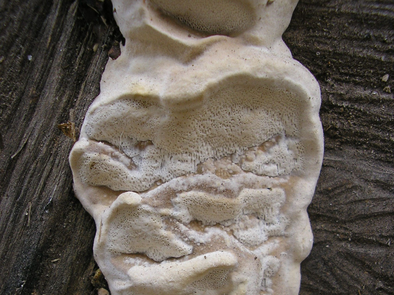 Bjerkandera fumosa