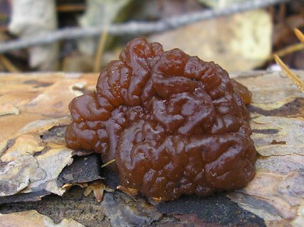 Exidia saccharina