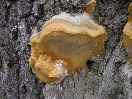 Fomitiporia robusta