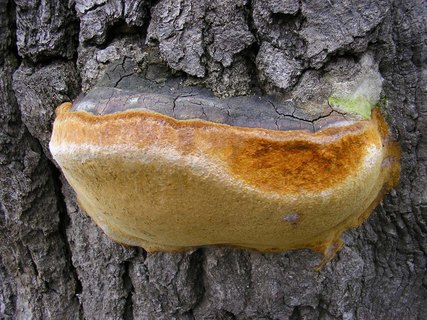 Fomitiporia robusta