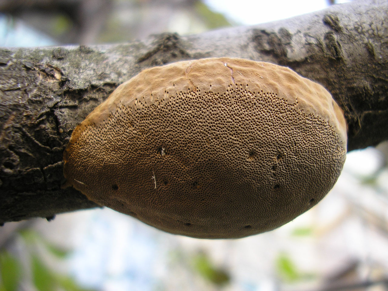 Phellinus pomaceus