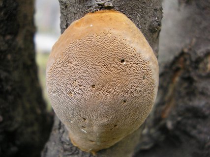 Phellinus pomaceus