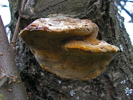 Phellinus pomaceus