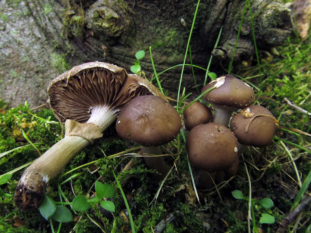 Agrocybe erebia
