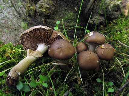 Agrocybe erebia