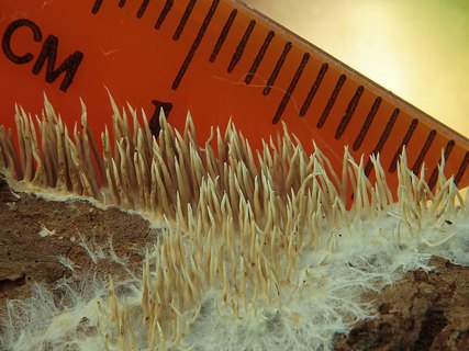 Hydnocristella himantia