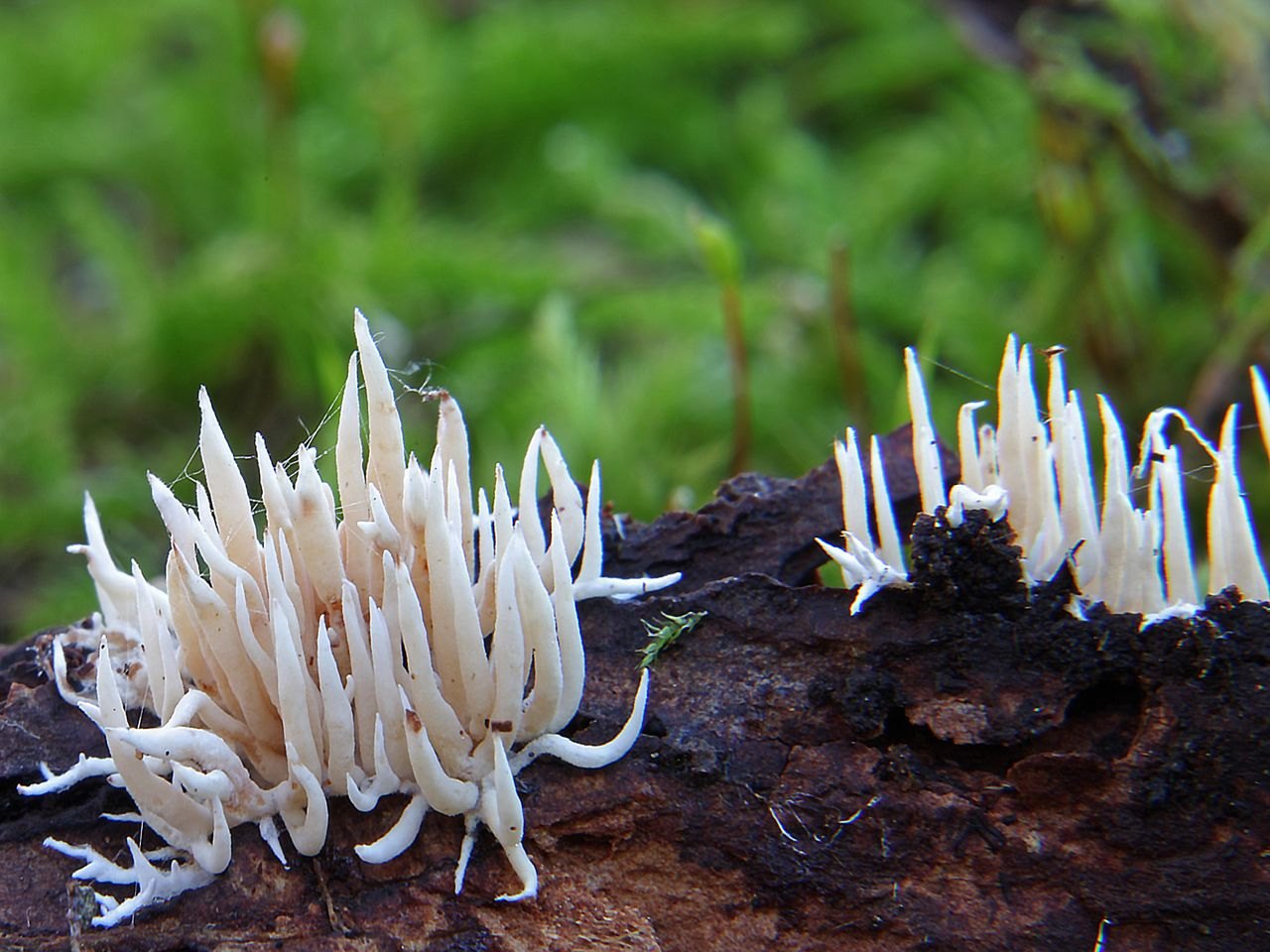 Hydnocristella himantia