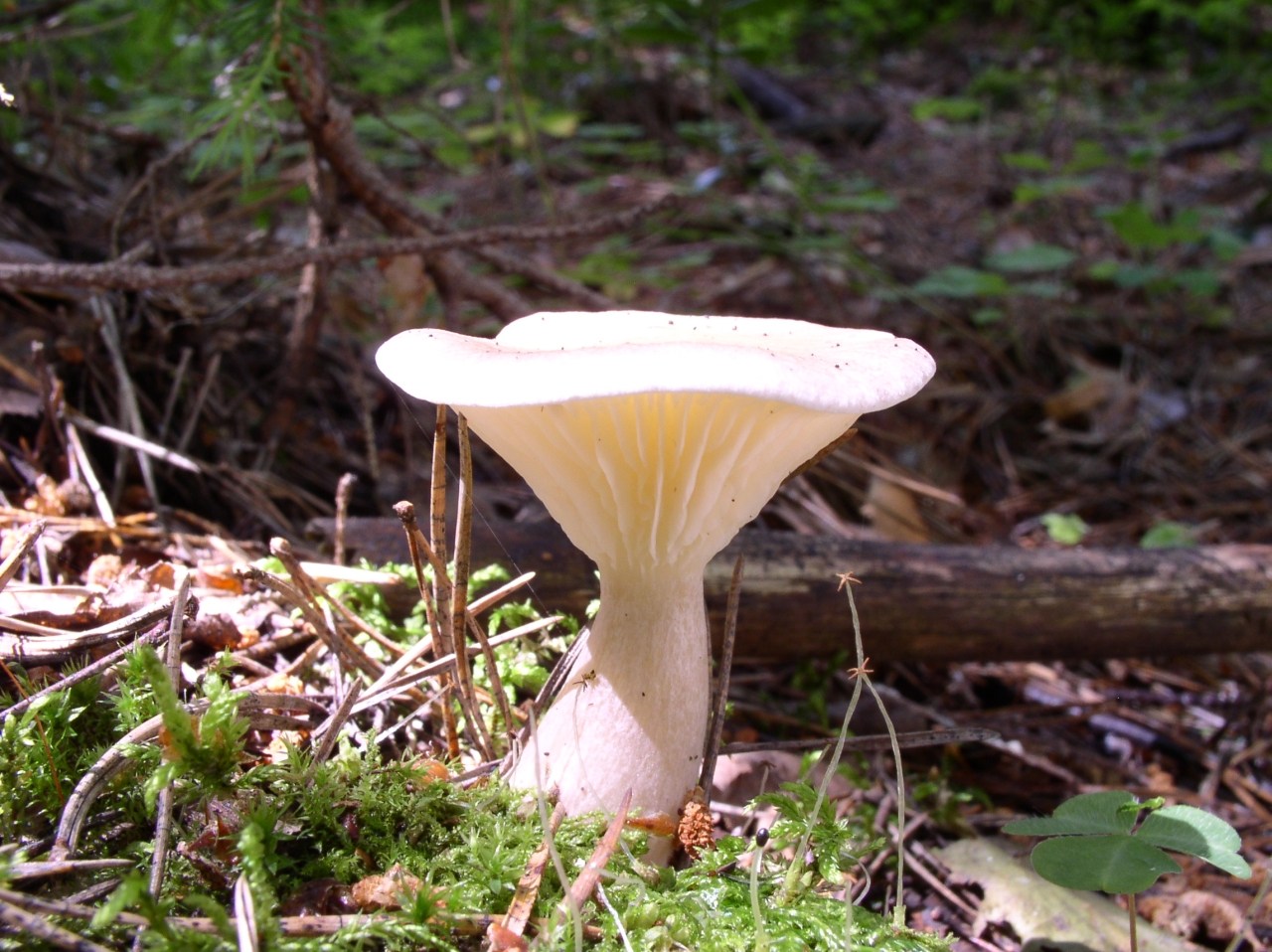 Ampulloclitocybe clavipes