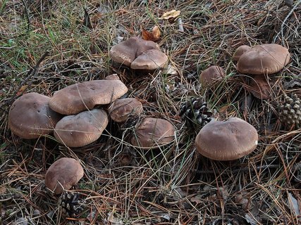 Tricholoma imbricatum